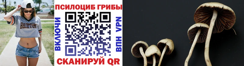 блэк спрут как зайти как найти наркотики Кущёвская Галлюциногенные грибы Psilocybe